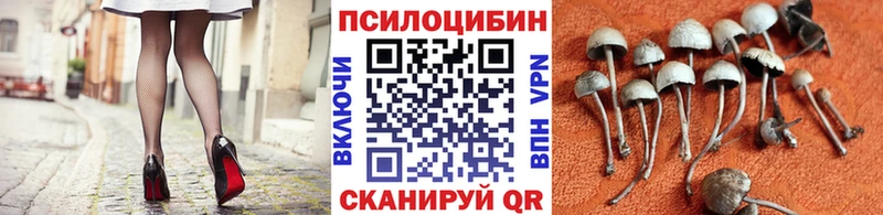 где купить Шенкурск блэк спрут как войти Псилоцибиновые грибы мухоморы